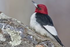 Red-headed Woodpecker, Melanerpes erythrocephalus