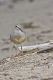 Red Knot, Calidris canutus