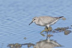Red Knot, Calidris canutus