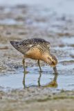 Red Knot, Calidris canutus