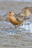 Red Knot, Calidris canutus