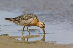 Red Knot, Calidris canutus