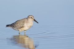 Red Knot, Calidris canutus