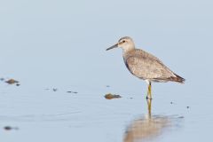 Red Knot, Calidris canutus