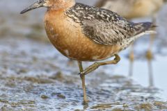 Red Knot, Calidris canutus