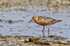 Red Knot, Calidris canutus