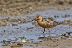Red Knot, Calidris canutus