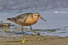 Red Knot, Calidris canutus
