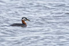 Red-necked Grebe, Podiceps grisegena