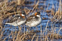 Red-necked Phalarope, Phalaropus lobatus