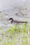 Red-necked Phalarope, Phalaropus lobatus