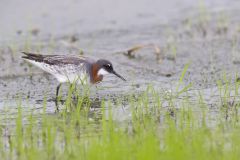 Red-necked Phalarope, Phalaropus lobatus