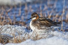 Red-necked Phalarope, Phalaropus lobatus