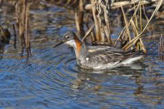 Red-necked Phalarope, Phalaropus lobatus