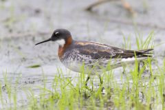 Red-necked Phalarope, Phalaropus lobatus