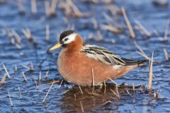 Red Phalarope, Phalaropus fulicarius
