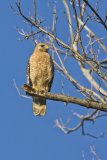 Red-shouldered Hawk, Buteo lineatus