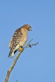 Red-shouldered Hawk, Buteo lineatus