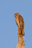 Red-shouldered Hawk, Buteo lineatus