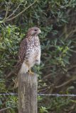 Red-shouldered Hawk, Buteo lineatus