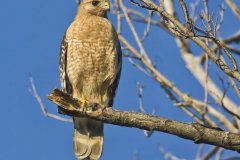 Red-shouldered Hawk, Buteo lineatus