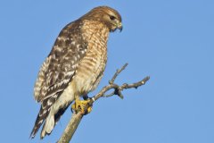 Red-shouldered Hawk, Buteo lineatus