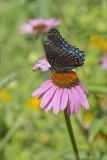 Red-spotted Purple, Limenitis arthemis