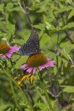 Red-spotted Purple, Limenitis arthemis