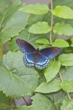 Red-spotted Purple, Limenitis arthemis