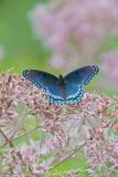 Red-spotted Purple, Limenitis arthemis