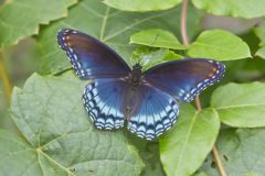 Red-spotted Purple, Limenitis arthemis