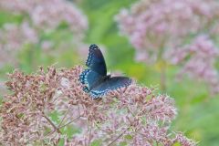 Red-spotted Purple, Limenitis arthemis