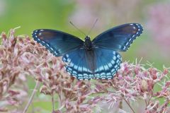 Red-spotted Purple, Limenitis arthemis