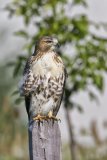 Red-tailed Hawk, Buteo jamaicensis