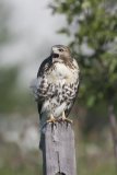 Red-tailed Hawk, Buteo jamaicensis