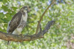 Red-tailed Hawk, Buteo jamaicensis