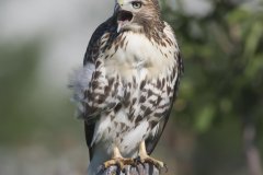 Red-tailed Hawk, Buteo jamaicensis