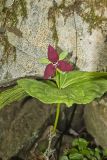 Red Trillium, Trillium erectum