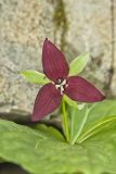 Red Trillium, Trillium erectum