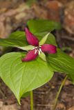 Red Trillium, Trillium erectum