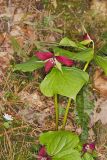 Red Trillium, Trillium erectum