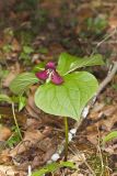 Red Trillium, Trillium erectum