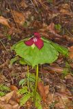 Red Trillium, Trillium erectum
