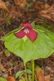 Red Trillium, Trillium erectum