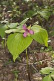 Red Trillium, Trillium erectum