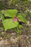 Red Trillium, Trillium erectum