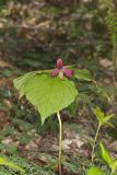 Red Trillium, Trillium erectum