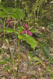 Red Trillium, Trillium erectum