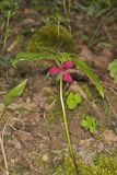 Red Trillium, Trillium erectum