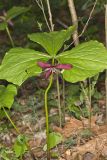 Red Trillium, Trillium erectum
